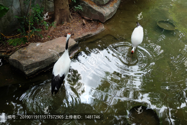 丹頂鶴