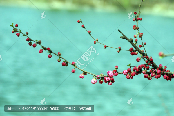 榆葉梅