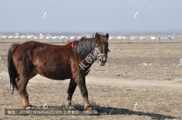 套腳的馬