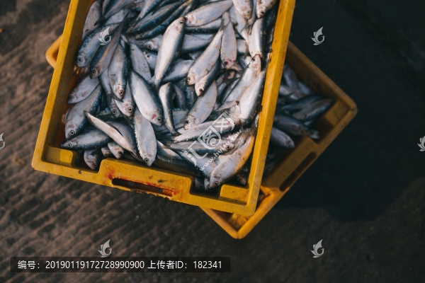 魚