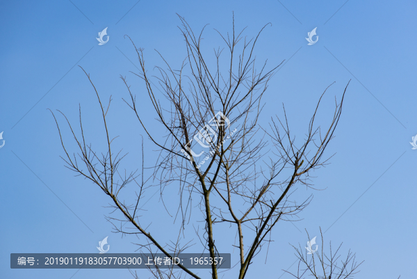 枯樹