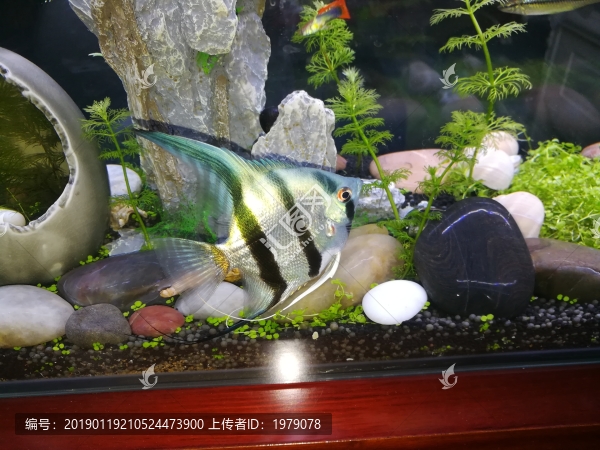 生態(tài)魚(yú)缸