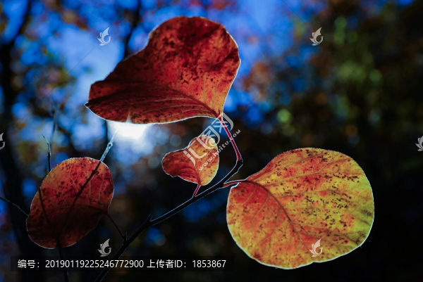 紅葉
