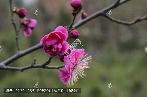 梅花高清梅花梅花特寫