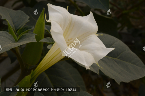 曼陀羅
