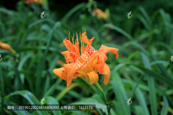 萱草
