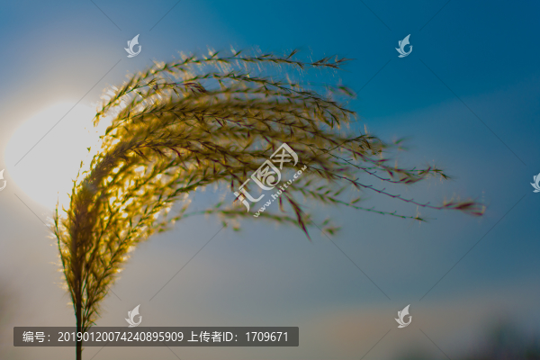 蘆花