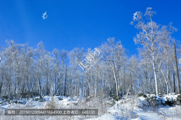 樺樹林
