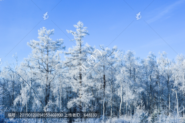 樹林