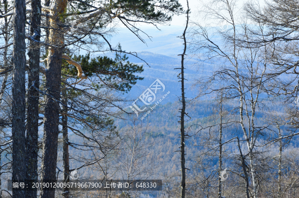 興安嶺樹林