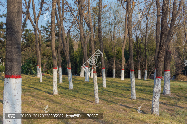 樹林