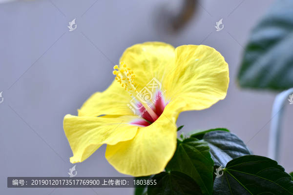 木槿花