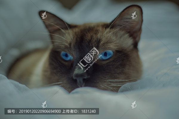 暹羅貓?zhí)貙? title=