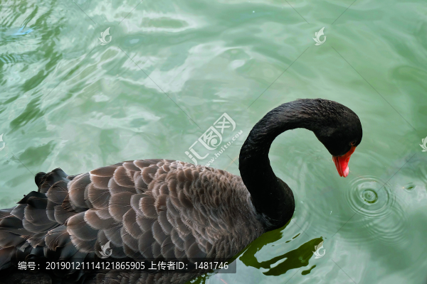 黑天鵝