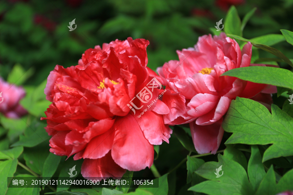 牡丹花素材