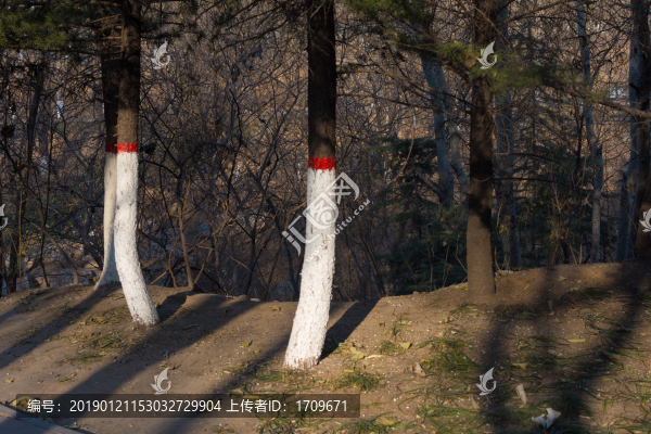 公園的樹