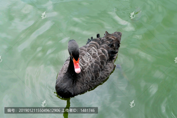 黑天鵝