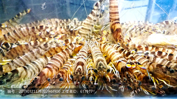 麻蝦