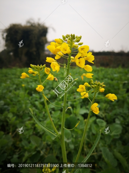 油菜花