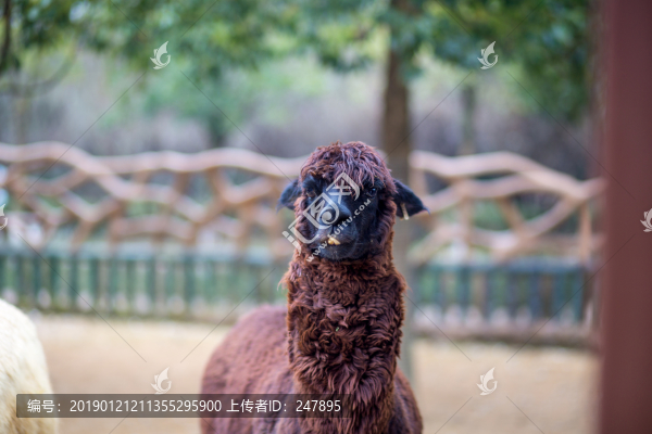 羊駝