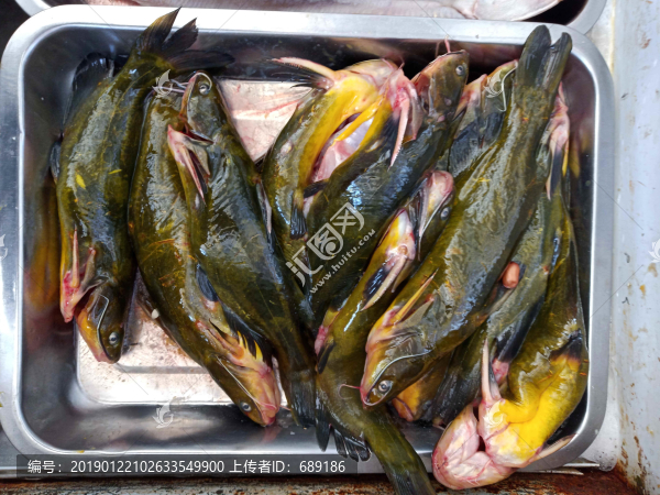 海魚