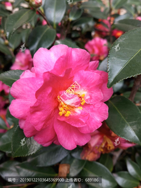 茶花