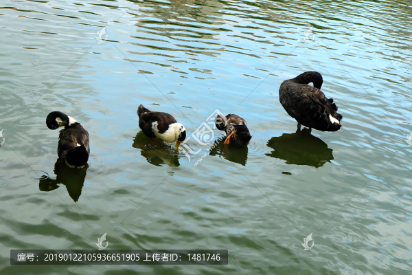 一群動物