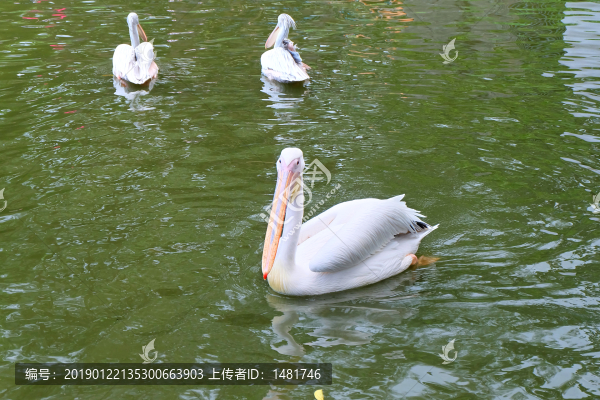 鵜鶘