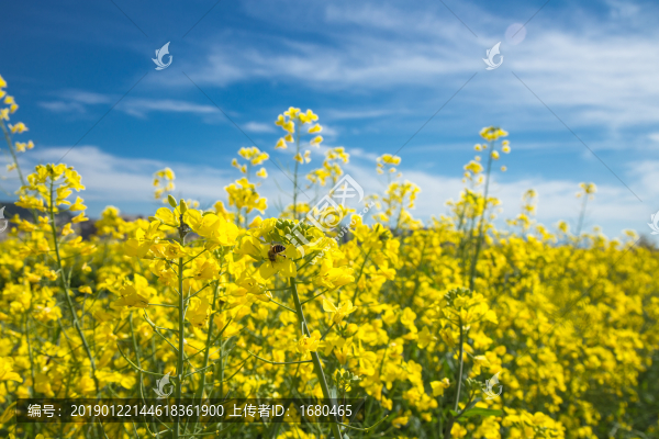 油菜花