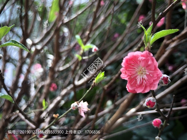 桃花花卉