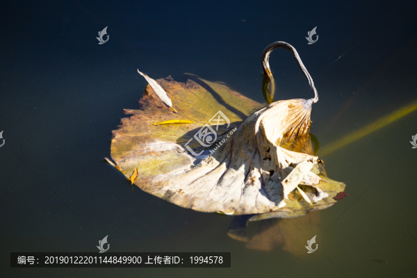 荷葉