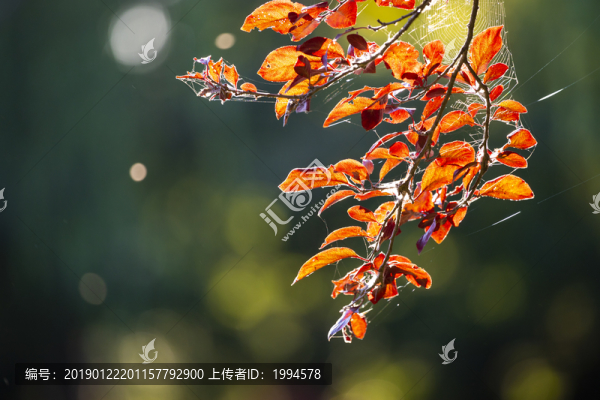 紅葉