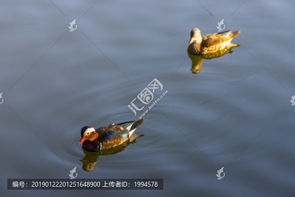 鴛鴦