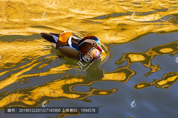 鴛鴦
