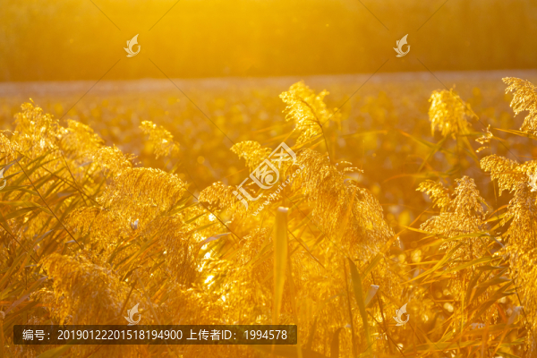蘆花