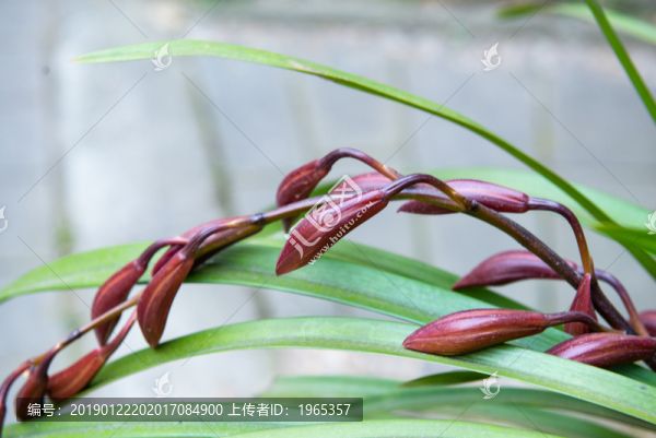 蘭花蘭草