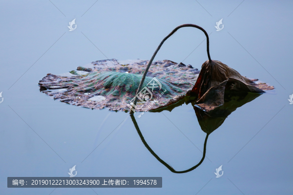 荷葉