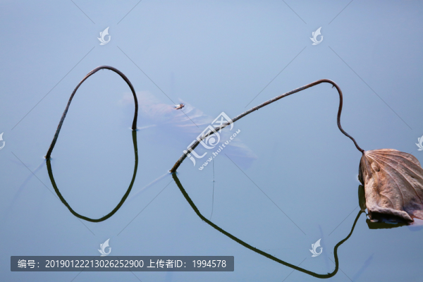 荷葉