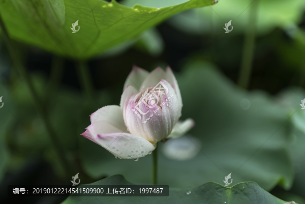 上海古漪園荷花花展