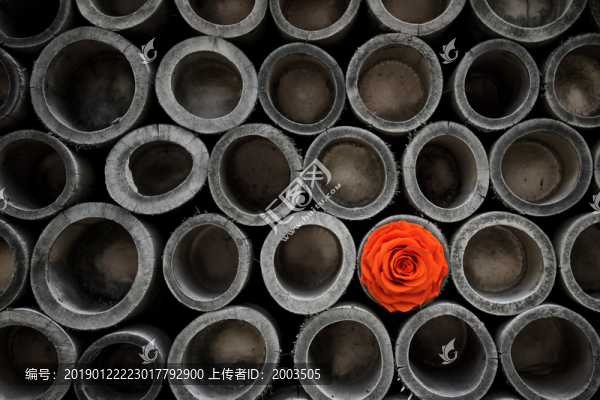永生花