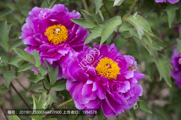 芍藥