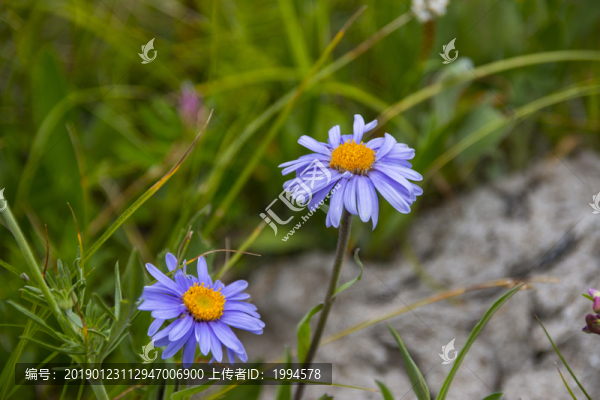 野花