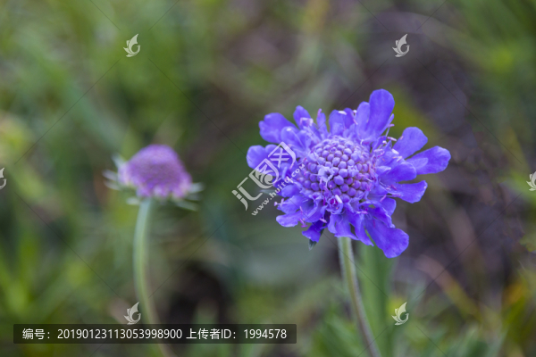 野花
