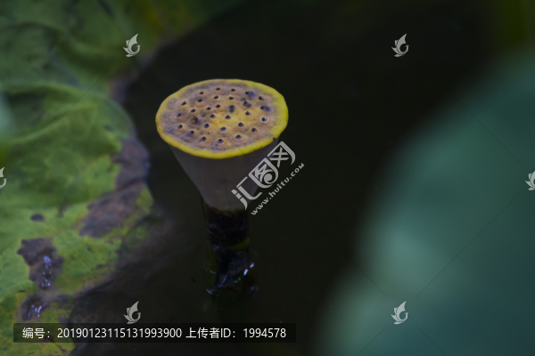 蓮子