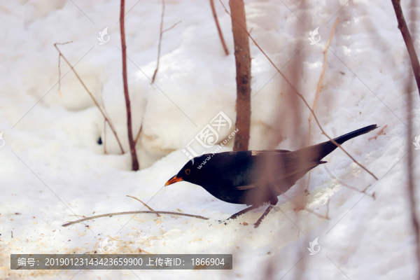 紅嘴山鴉