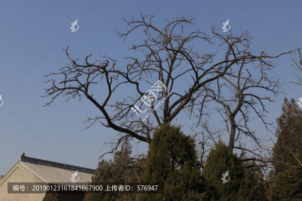 樹(shù)枝