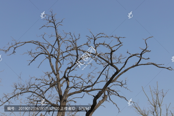 樹枝