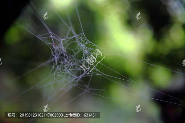 蜘蛛網