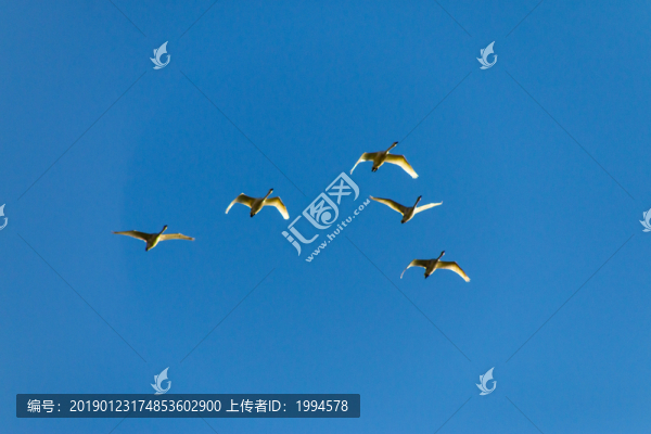 天鵝