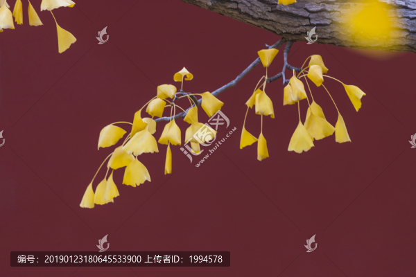 銀杏